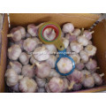 2018harvest best quality Normal white garlic